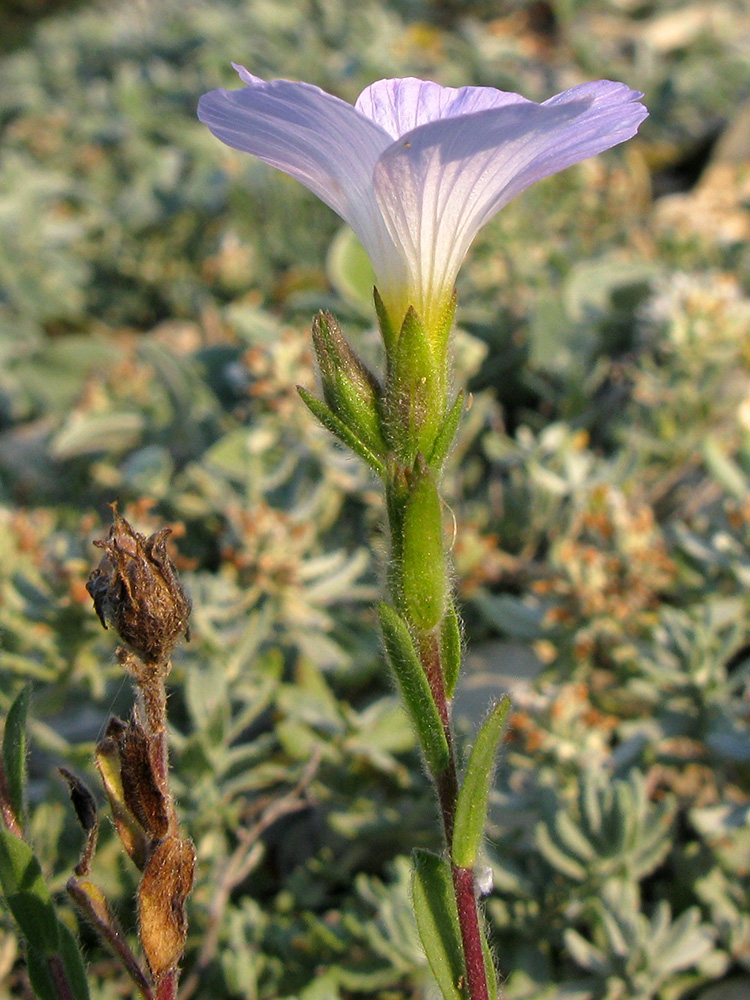 Изображение особи Linum lanuginosum.