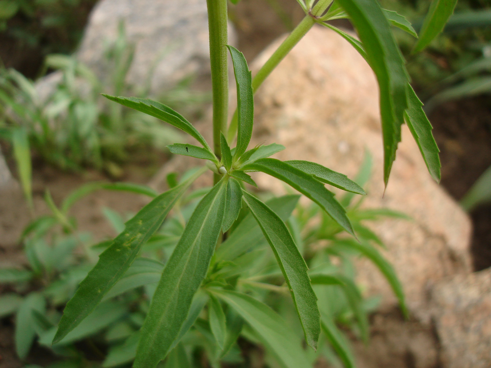 Изображение особи Monarda citriodora.