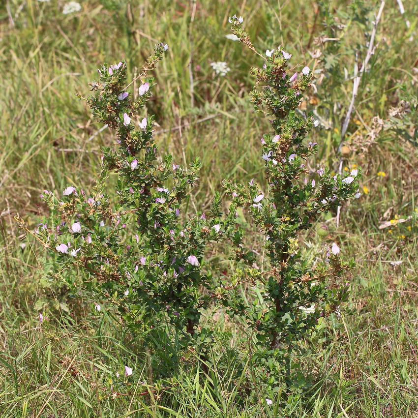 Image of Ononis arvensis specimen.