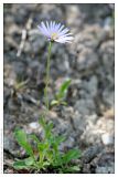 Aster alpinus. Цветущее растение. Республика Татарстан, Камско-Устьинский район, памятник природы \"Юрьевские пещеры\". 11.06.2009.