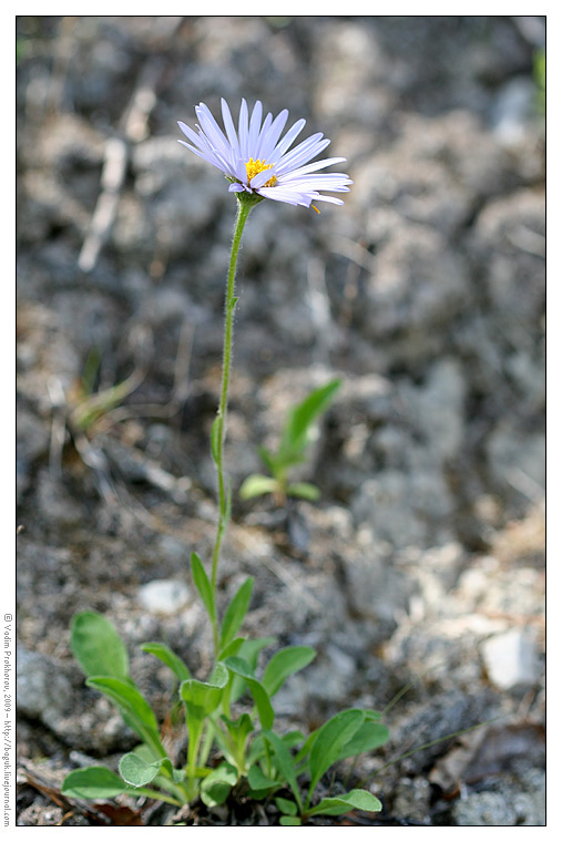 Изображение особи Aster alpinus.