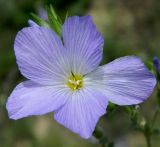 Linum hirsutum