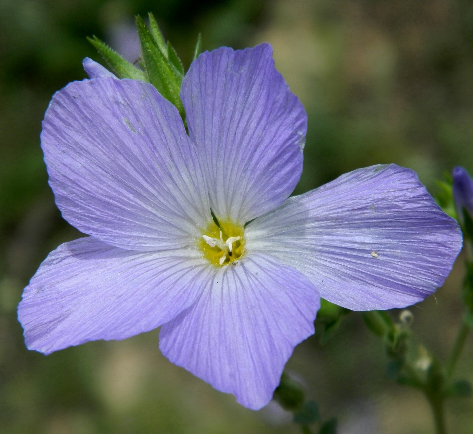 Изображение особи Linum hirsutum.