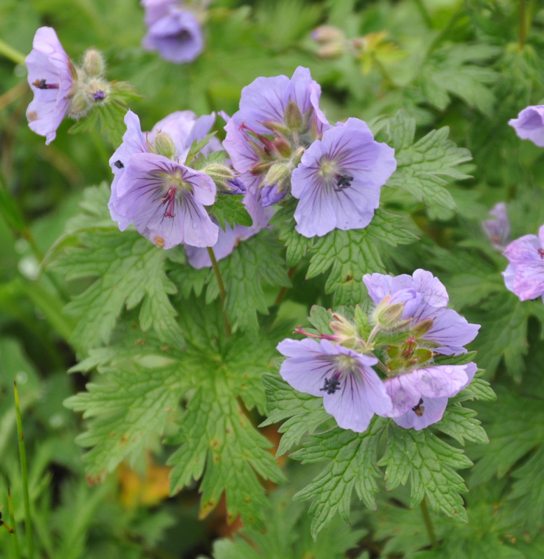 Изображение особи Geranium erianthum.