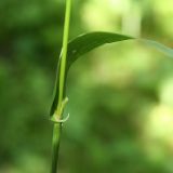 Festuca gigantea. Лист. В основании листовой пластинки виден крупный вырост-\"ушко\", характерный для данного вида.