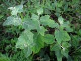 Populus alba