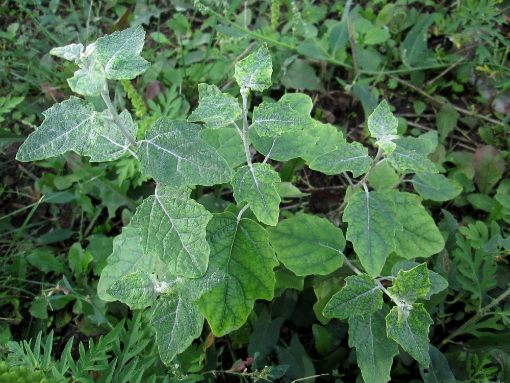 Image of Populus alba specimen.