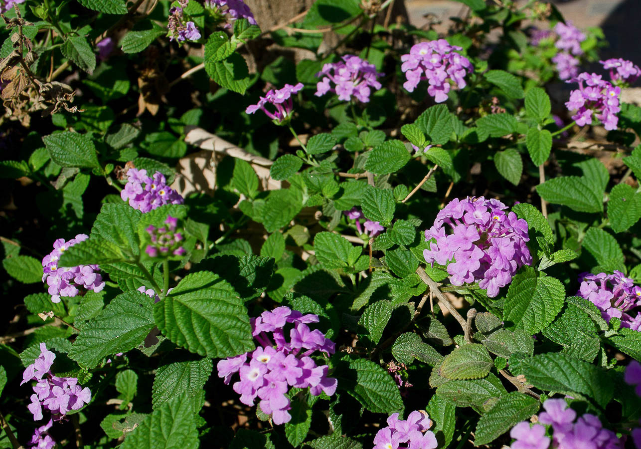 Изображение особи Lantana montevidensis.