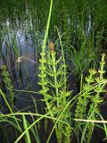 Equisetum fluviatile