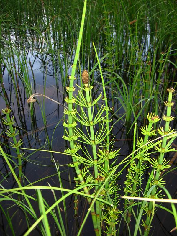 Image of Equisetum fluviatile specimen.