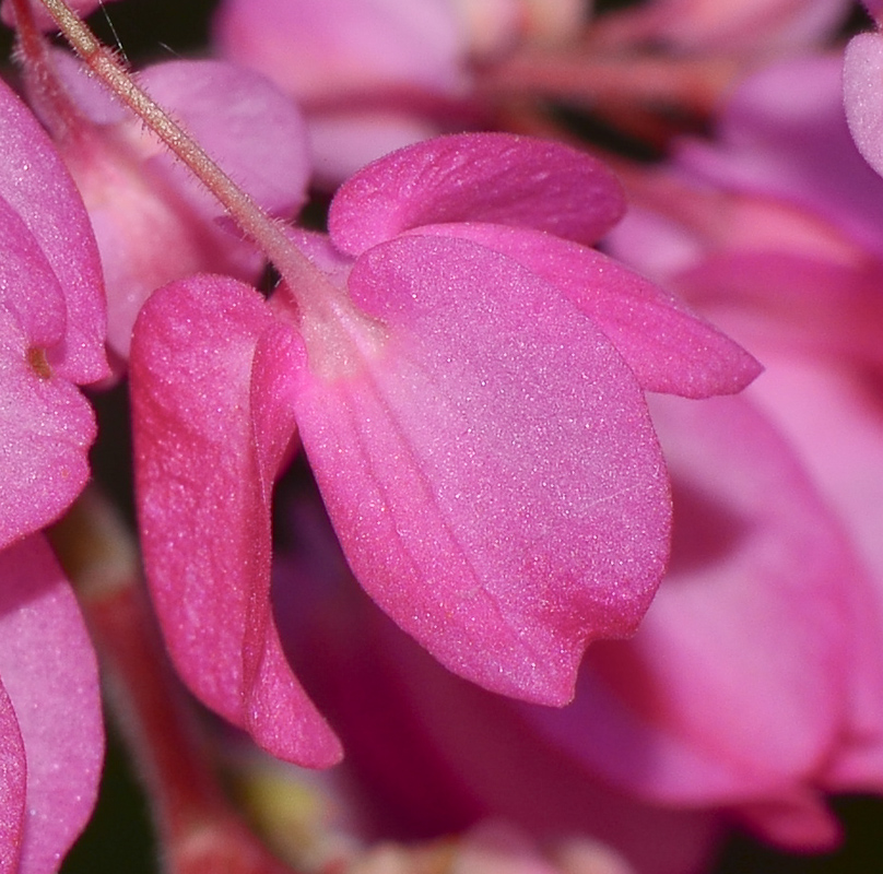 Изображение особи Antigonon leptopus.