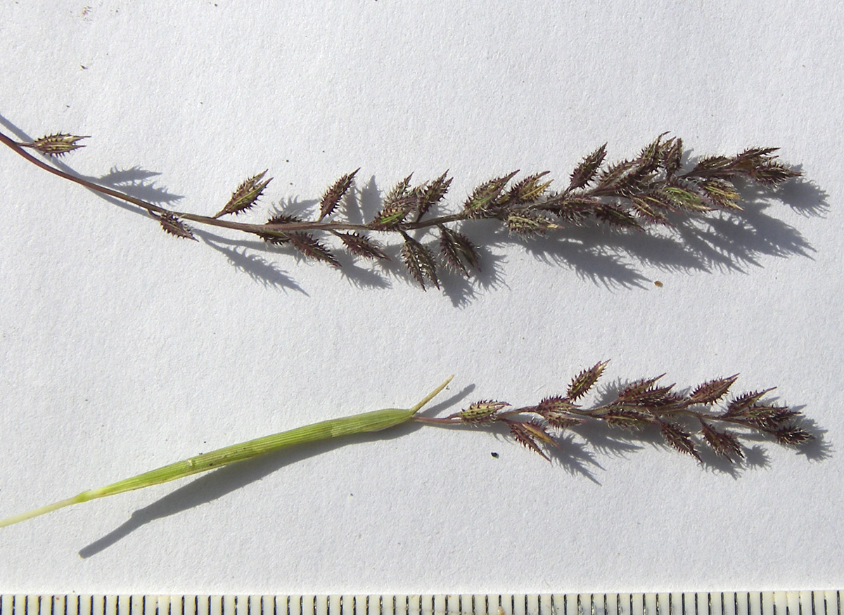 Image of Tragus racemosus specimen.