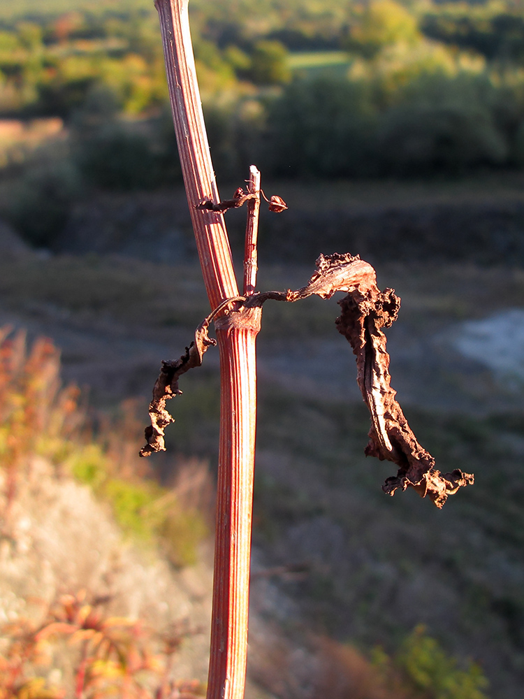 Image of Rumex crispus specimen.