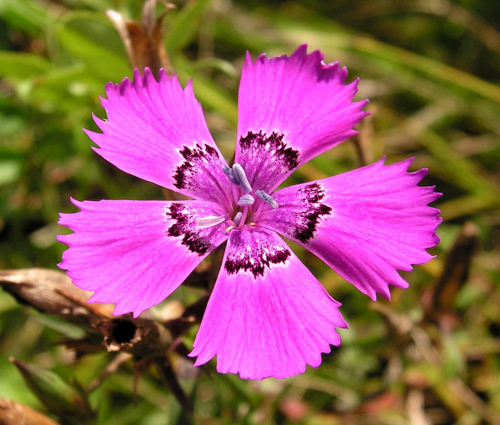 Изображение особи Dianthus versicolor.