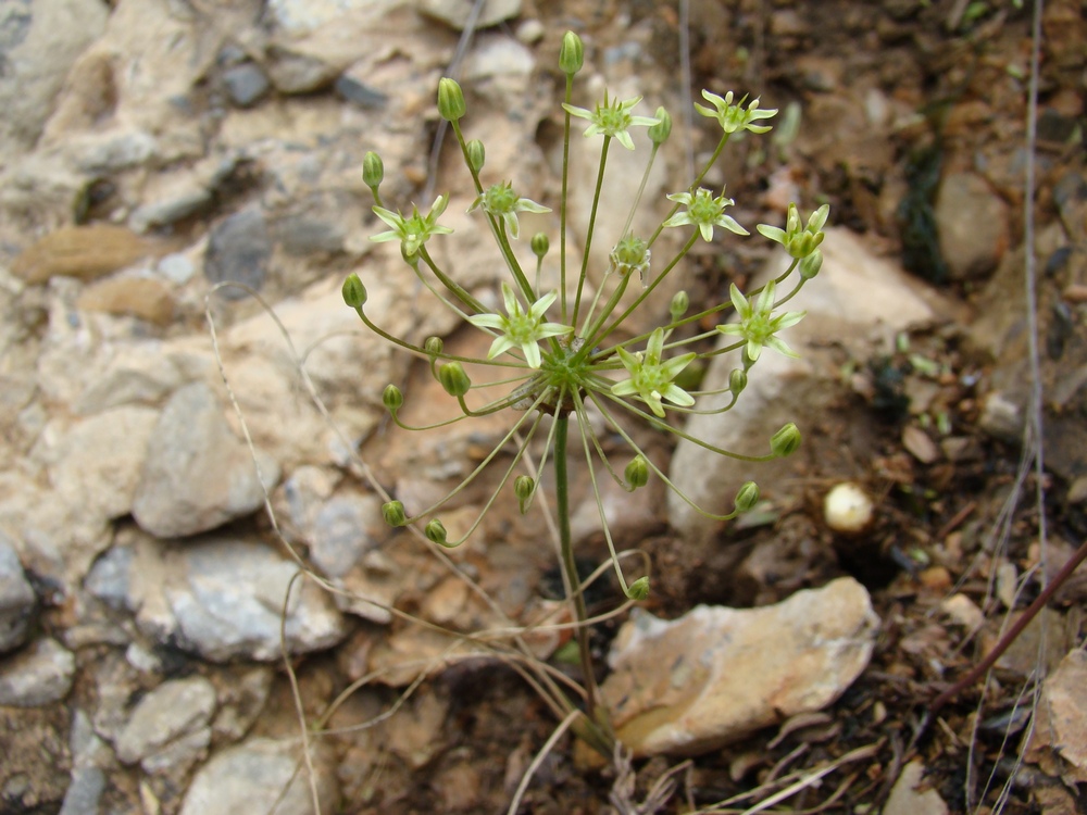 Image of Allium viridiflorum specimen.