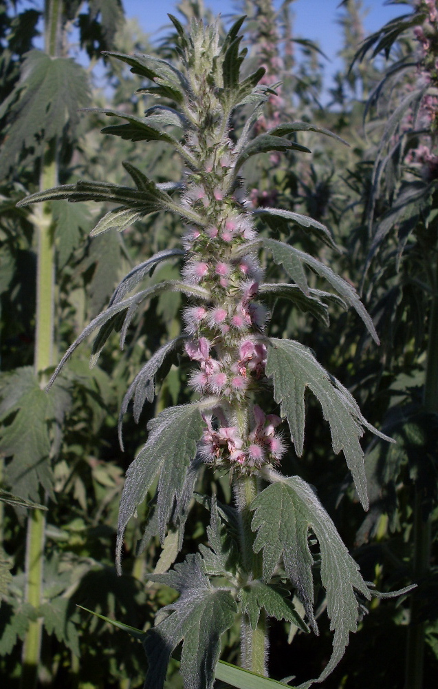 Image of Leonurus quinquelobatus specimen.