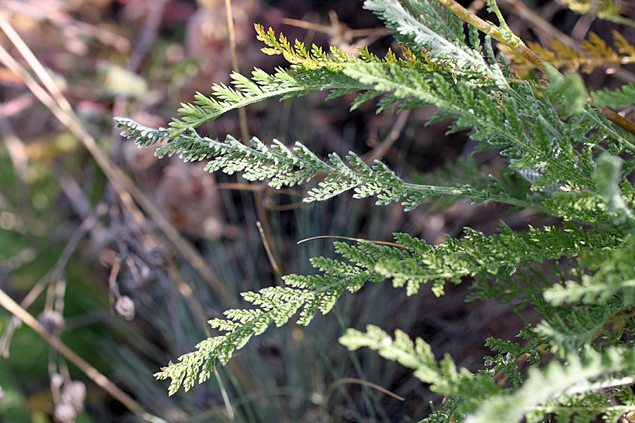 Image of Tanacetum turlanicum specimen.