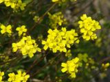 Draba sibirica. Верхушки побегов с соцветиями. Иркутская обл., окр. Иркутского вдхр., сырой луг. 15.05.2012.