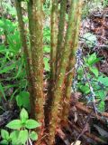 Dryopteris filix-mas. Основания вай. Пермский край, окр. г. Красновишерск, левый берег р. Вишера, залесённое подножие известнякового уступа \"Камень Ветлан\". 10.06.2013.