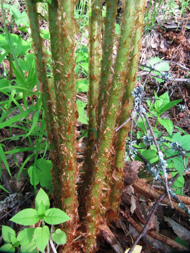 Image of Dryopteris filix-mas specimen.