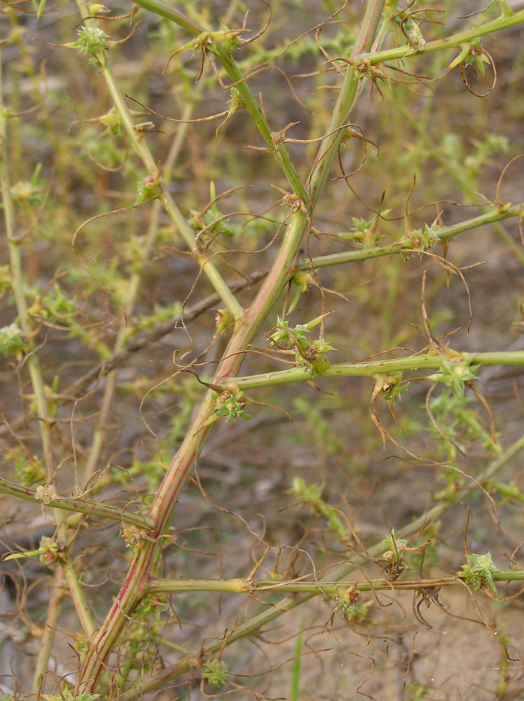 Изображение особи Salsola tragus.