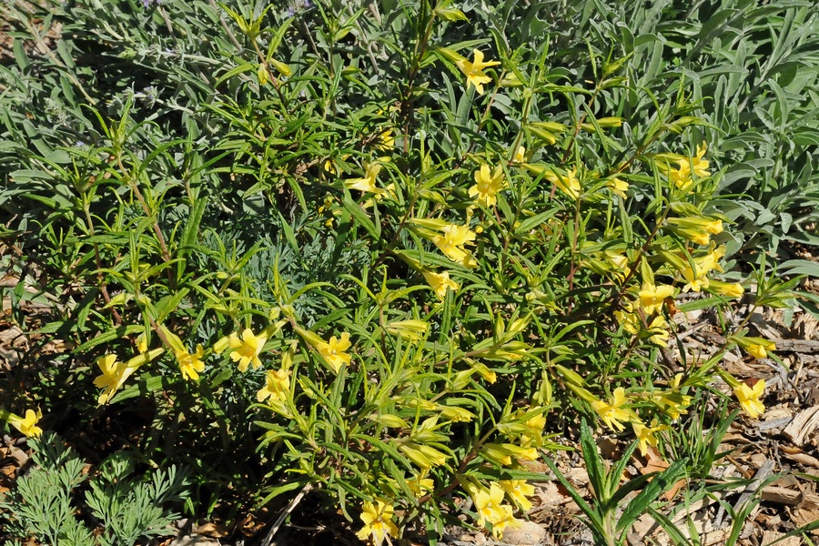 Image of Mimulus aurantiacus specimen.