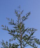 familia Taxodiaceae. Верхушка ствола молодого дерева. Германия, г. Дюссельдорф, Ботанический сад университета. 10.03.2014.