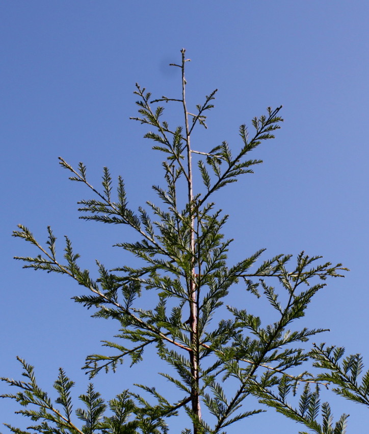 Image of familia Taxodiaceae specimen.