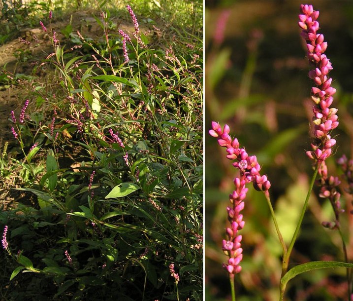 Image of Persicaria longiseta specimen.