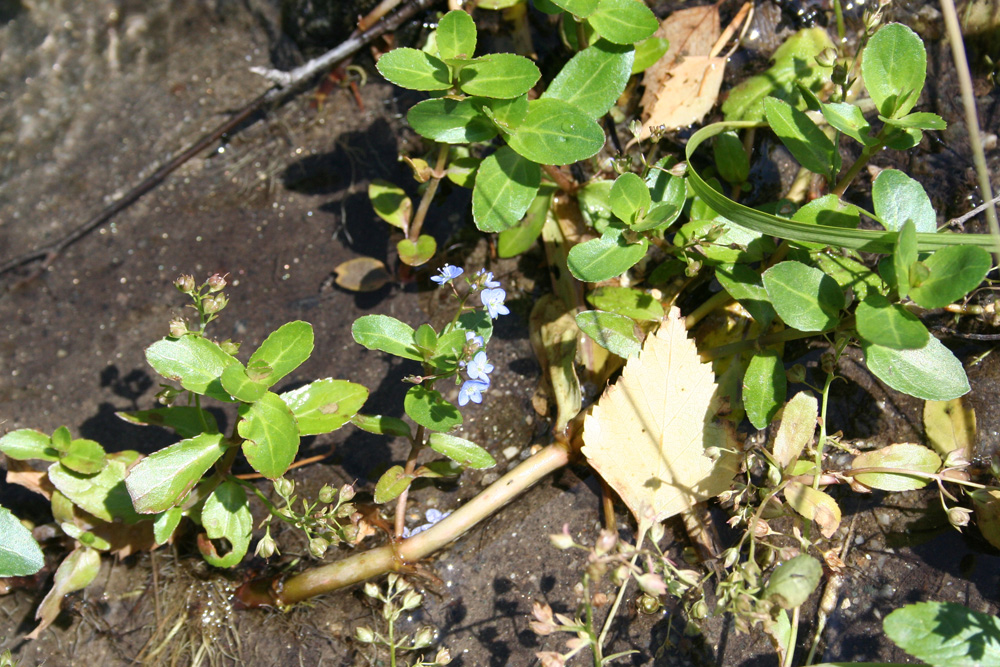 Image of Veronica beccabunga specimen.