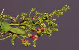 Salvadora persica