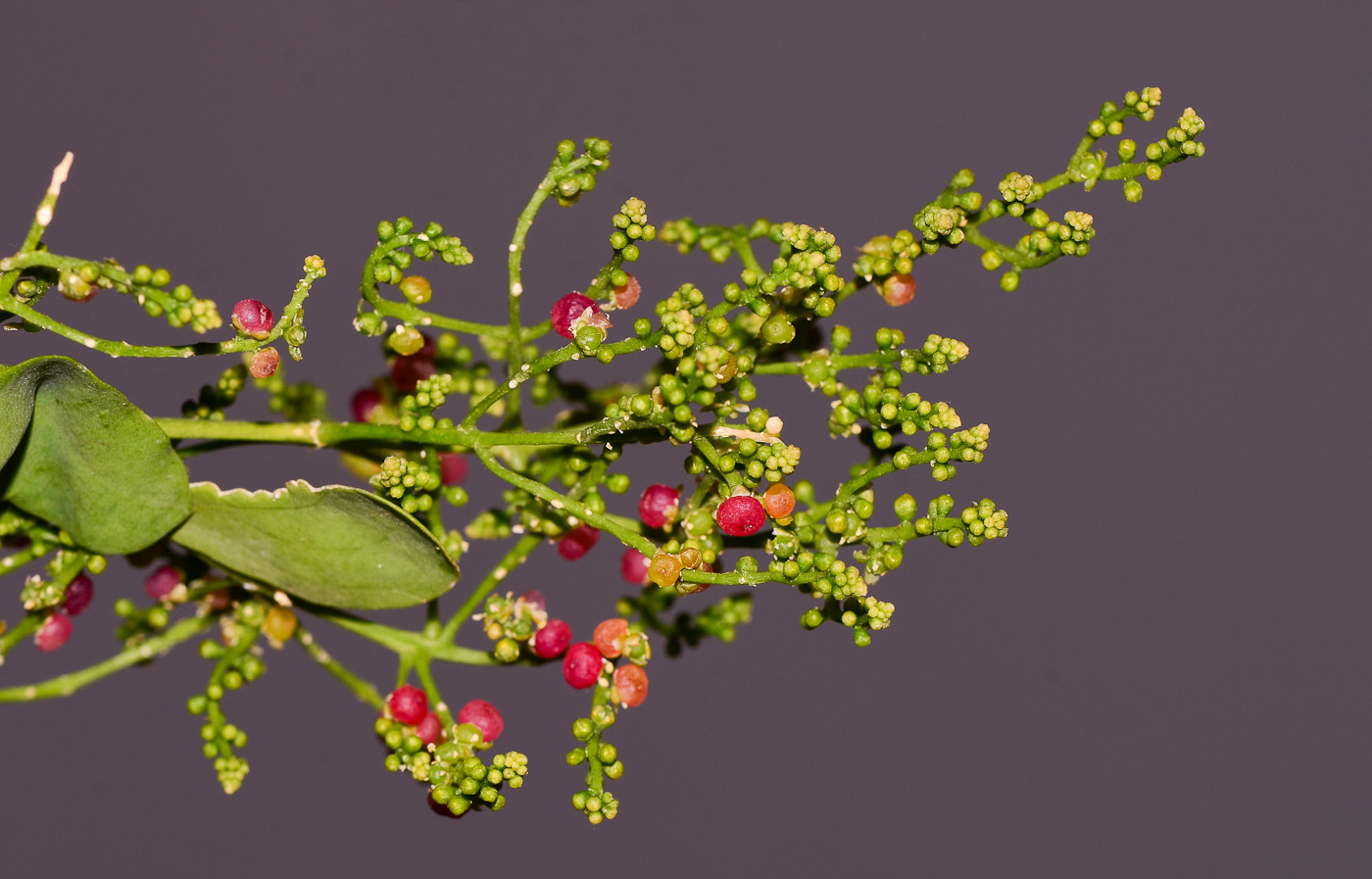 Image of Salvadora persica specimen.
