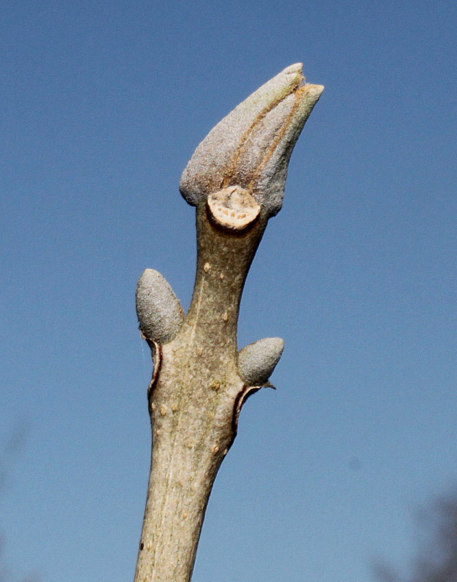 Image of Fraxinus chinensis specimen.