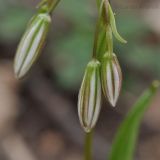 Lloydia triflora. Верхушка расцветающего растения. Приморский край, Шкотовский р-н, пос. Подъяпольск, склон, поросший кустарником. 27.04.2014.