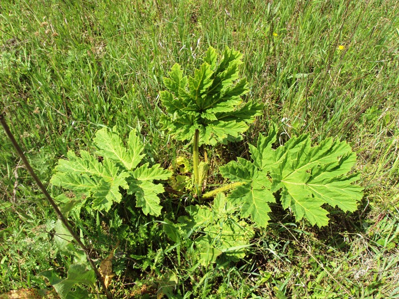 Image of Heracleum sosnowskyi specimen.