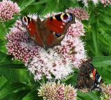 Eupatorium cannabinum. Общее соцветие. Нидерланды, провинция Гронинген, национальный парк Lauwersmeer, берег стоячего водоема. Июль 2007 г.