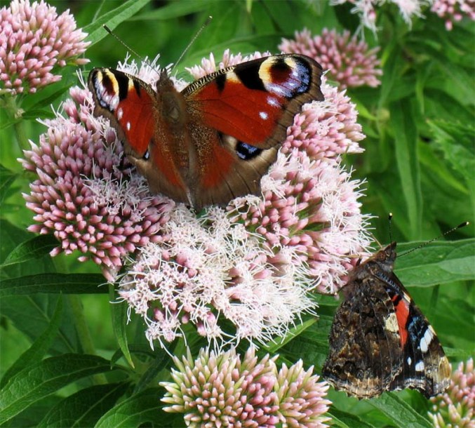 Image of Eupatorium cannabinum specimen.