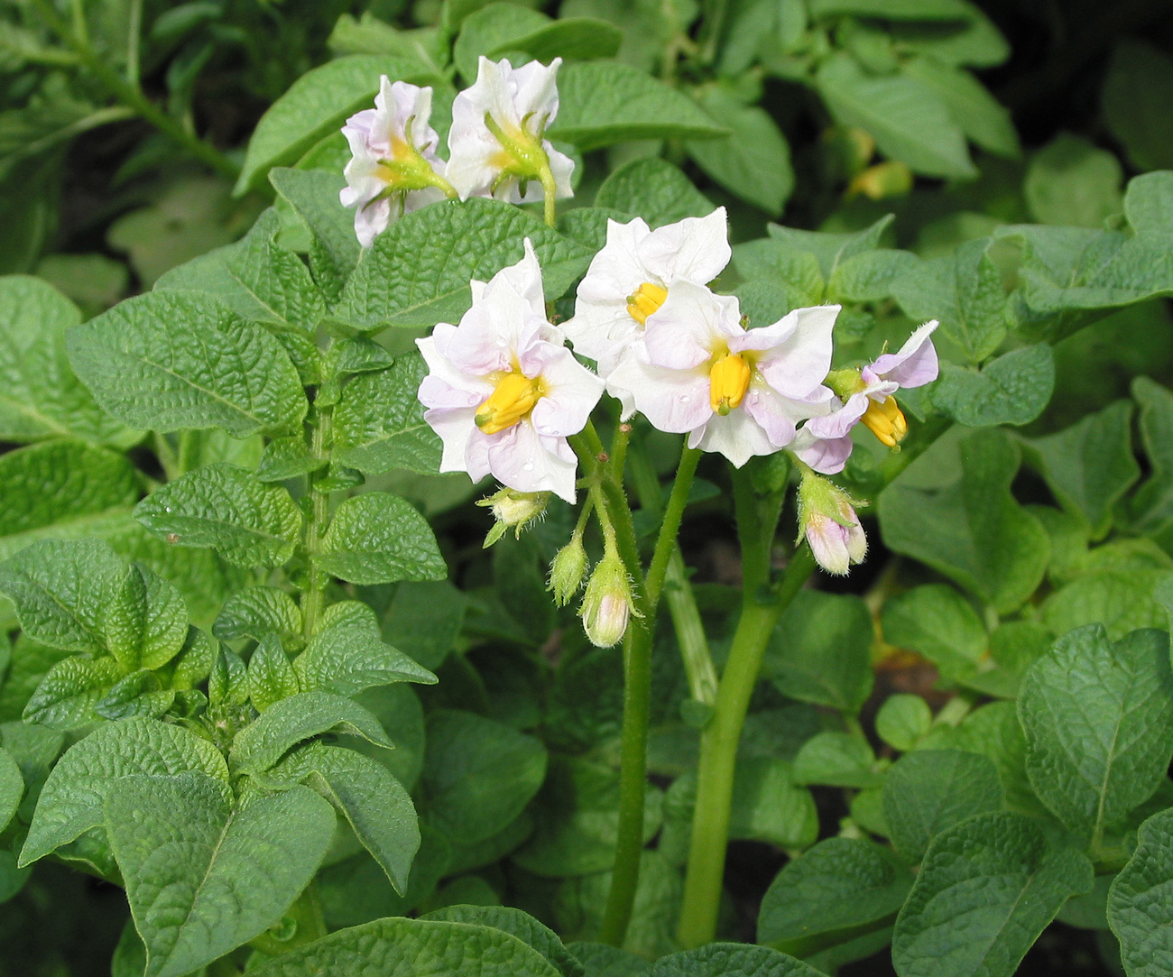 Изображение особи Solanum tuberosum.