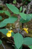 Impatiens noli-tangere