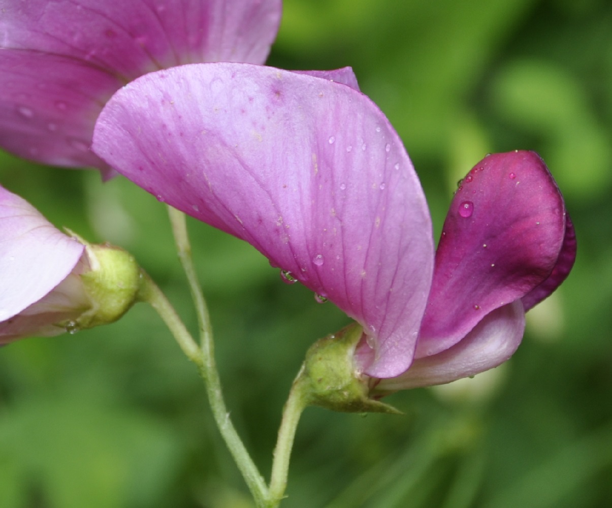 Image of Lathyrus grandiflorus specimen.