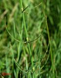 Equisetum ramosissimum