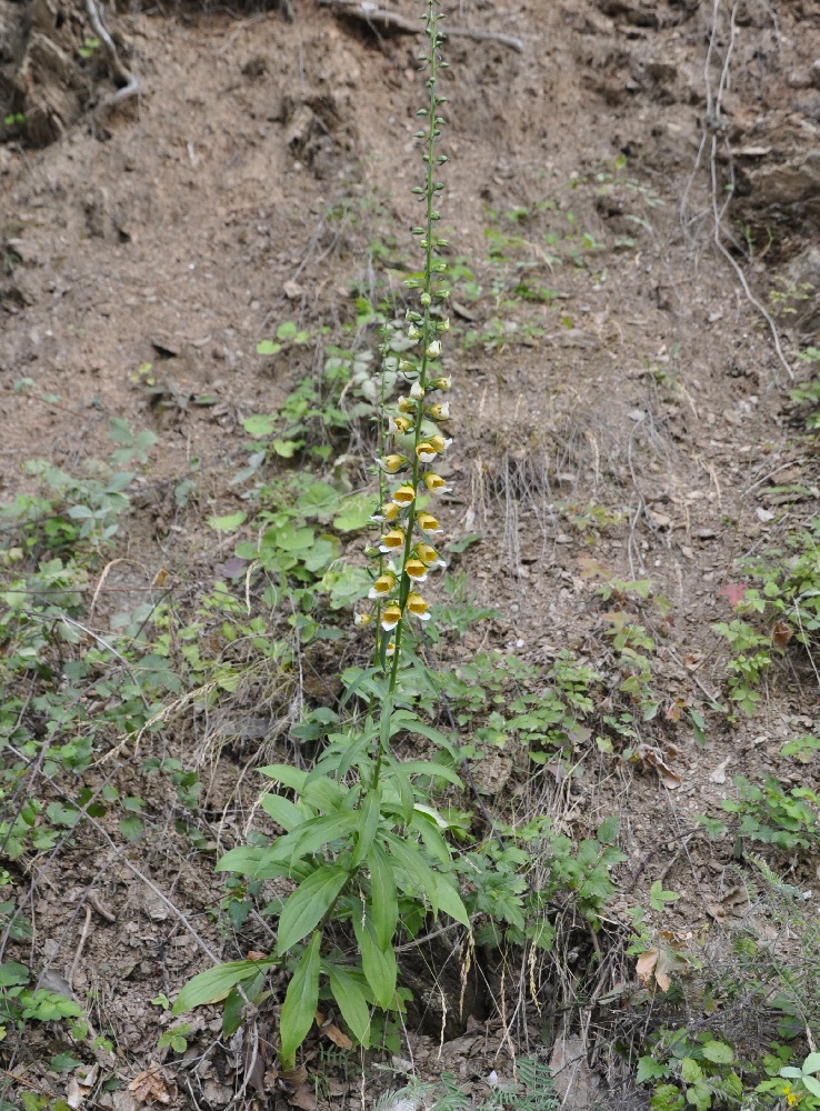 Изображение особи Digitalis laevigata.