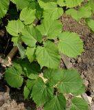 Tilia mandshurica