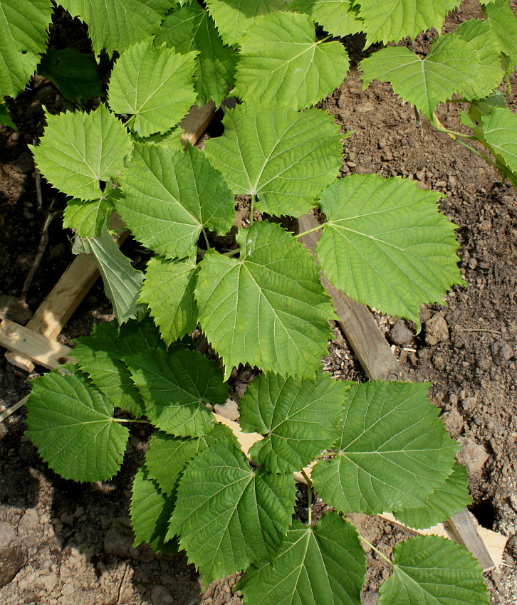 Image of Tilia mandshurica specimen.