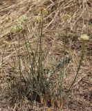 Allium flavescens. Цветущие растения. Ростовская обл., Неклиновский р-н, Самбекское с/п, дол. р. Самбек. 27.07.2014.