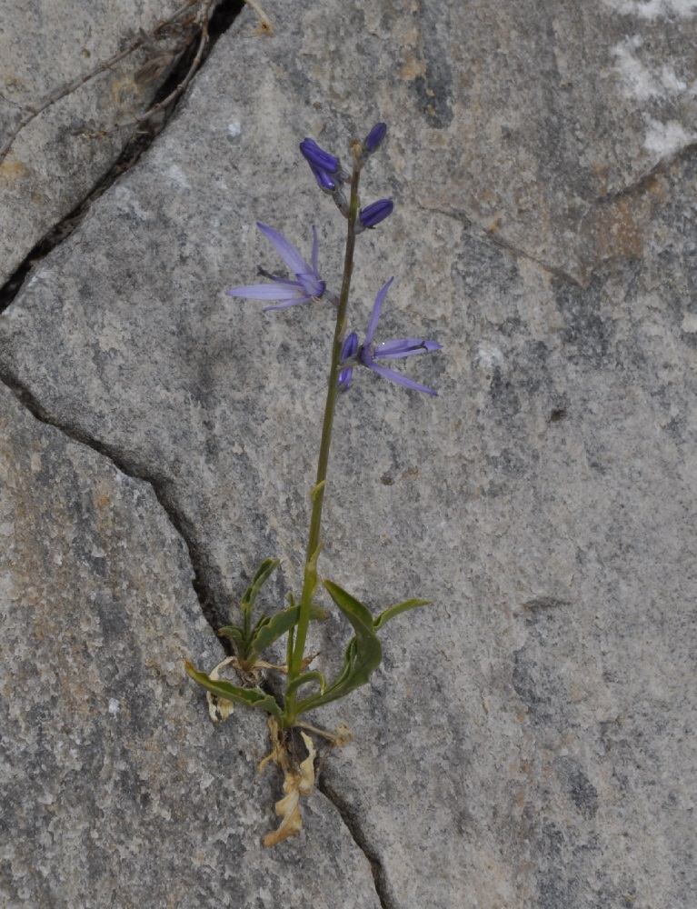 Image of Asyneuma limonifolium specimen.