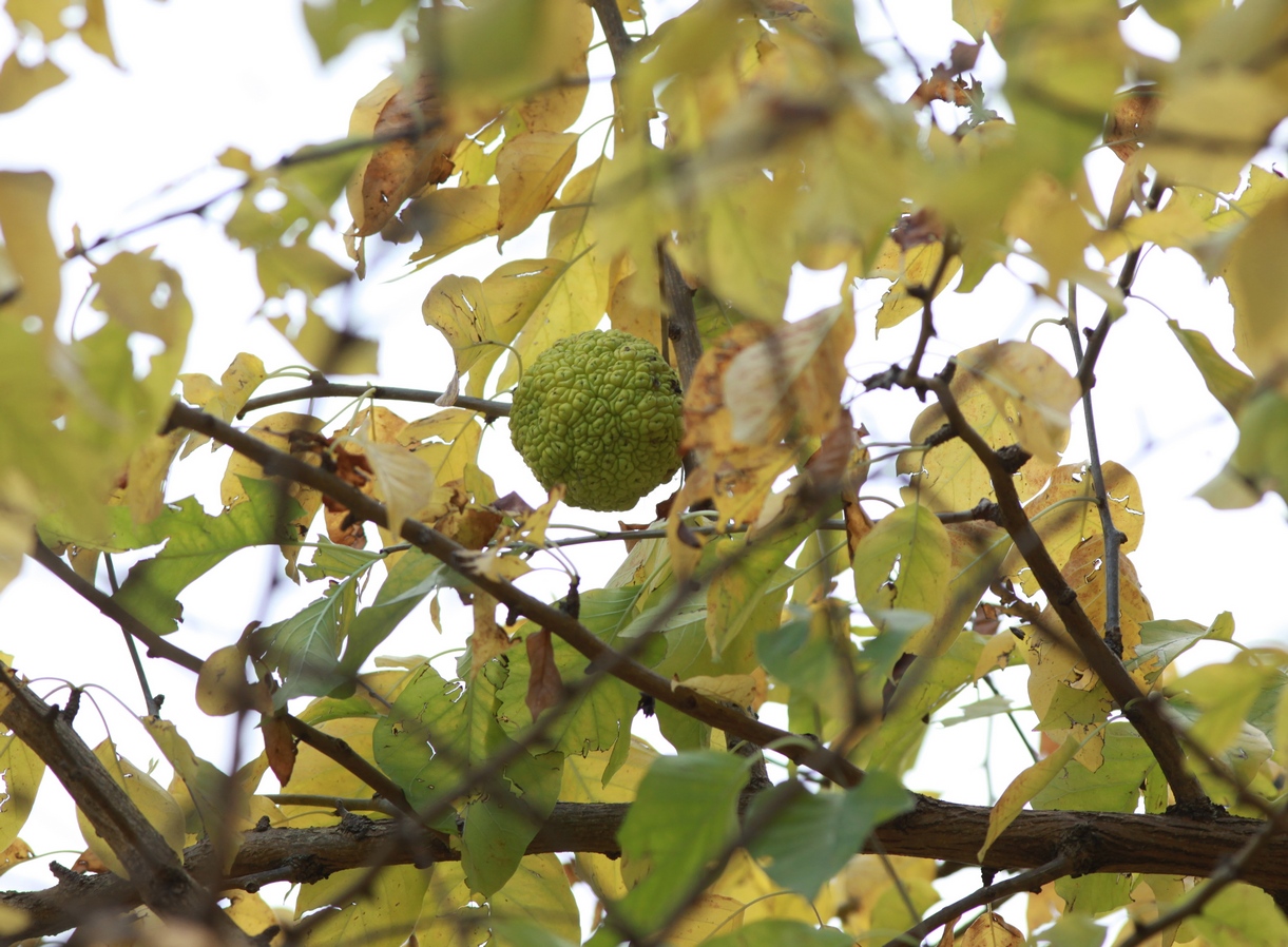 Изображение особи Maclura pomifera.