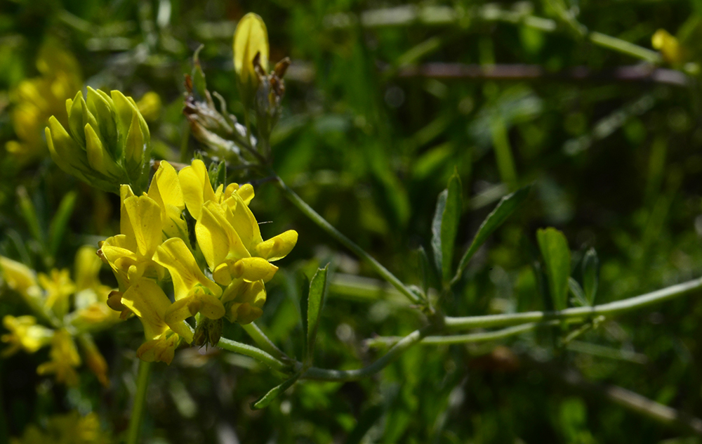 Изображение особи Medicago falcata.