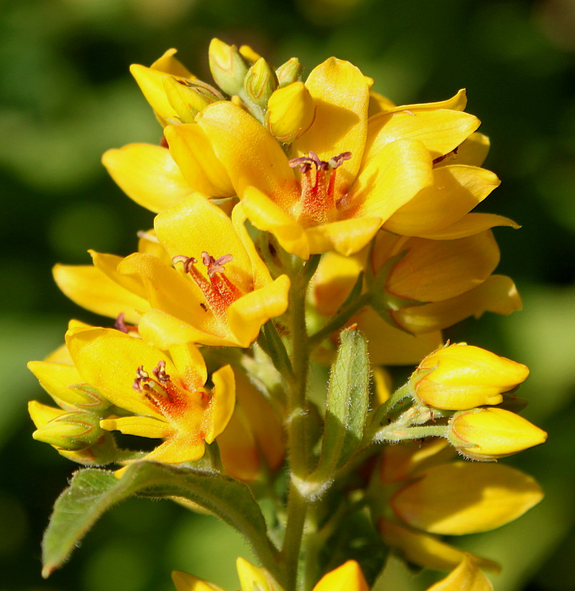 Image of Lysimachia vulgaris specimen.