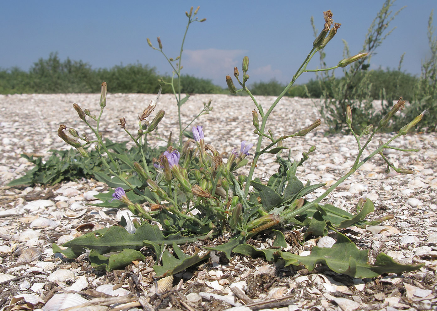 Image of Lactuca tatarica specimen.